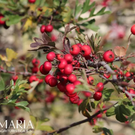 公寓 Santa Maria 新维南佐
